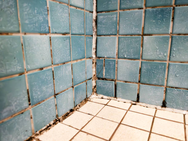  Castle Rock, CO Mold Removal Pros