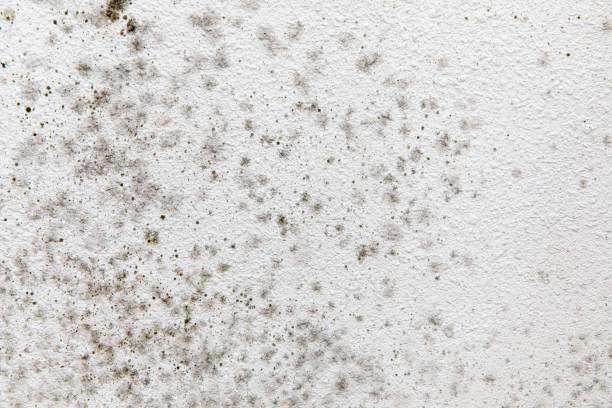 Best Attic Mold Removal  in Castle Rock, CO