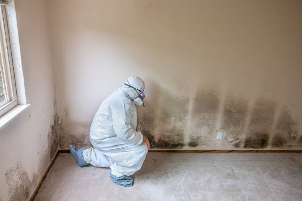Forensic Mold Investigation in Castle Rock, CO