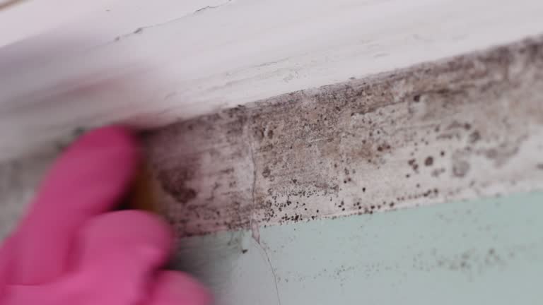 Trusted Castle Rock, CO Mold Removal Experts